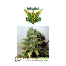 Mango Skunk Feminized seeds at one stop seeds Scotland Glasgow