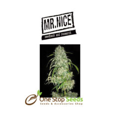 Mr Nice Mango x Widow at one stop seeds Scotland Glasgow