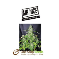 Mr Nice Master Kush x Skunk at one stop seeds Scotland Glasgow
