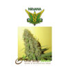 Misty Kush Regular seeds at one stop seeds Scotland Glasgow