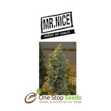 Mr Nice NL5 x Haze at one stop seeds Scotland Glasgow