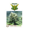 NY Power Diesel seeds at one stop seeds Scotland Glasgow