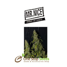 Mr Nice Neville's Haze at one stop seeds Scotland Glasgow