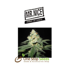 Mr Nice Neville's Skunk at one stop seeds and accessories Scotland Glasgow