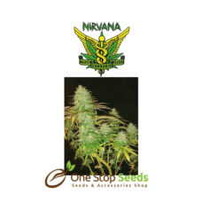 Pure Power Plant seeds at at one stop seeds and accsesorries Scotland Glasgow