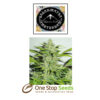Purple Pinecone female sagarmatha Available from one stop seeds and accessories Glasgow Scotland