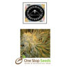 OGNL Feminized female sagarmatha Available from one stop seeds and accessories Glasgow Scotland