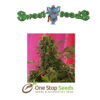 Snow Fruit Feminised at one stop seeds Scotland Glasgow