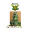 Snow White seeds at one stop seeds and accsesorries Scotland Glasgow