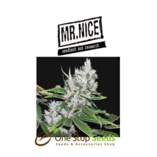 Mr Nice Spice at one stop seeds and accessories Scotland Glasgow