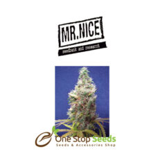 Mr Nice Walkabout at one stop seeds and accessories Scotland Glasgow