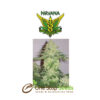 Nirvana seeds White Rhino seeds at one stop seeds and Accessories Scotland Glasgow