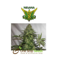 White Widow seeds at one stop seeds and Accessories Scotland Glasgow