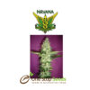 Wonder Woman seeds at one stop seeds and Accessories Scotland Glasgow