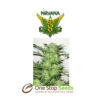 AK-48 Regular nivana seeds at one stop seeds Scotland Glasgow