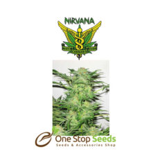 AK-48 Regular nivana seeds at one stop seeds Scotland Glasgow