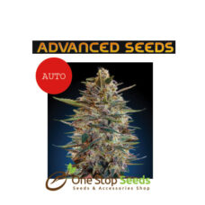Advanced Seeds Auto blue diesel marijuana cannabis seeds at one stop seeds and accessories Scotland Glasgow