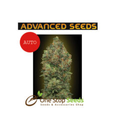 Advanced Seeds Auto critical marijuana cannabis seeds at one stop seeds and accessories Scotland Glasgow