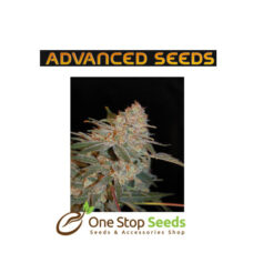 Advanced Seeds Black Diesel at one stop seeds and accessories Scotland Glasgow