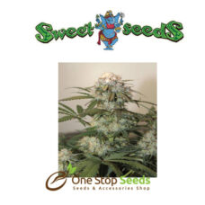 Auto Cream Caramel Feminized at one stop seeds Scotland Glasgow