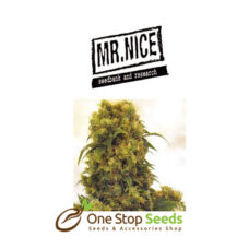 Mr Nice Critical Skunk at one stop seeds Scotland Glasgow
