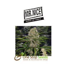 Mr Nice Critical Mass at one stop seeds Scotland Glasgow
