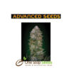 Advanced Seeds Critical Soma at one stop seeds and accessories Scotland Glasgow