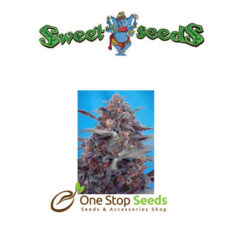 Auto Devil Cream (Red Family) at one stop seeds Scotland Glasgow