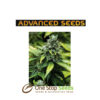 Advanced Seeds Early Widow at one stop seeds and accessories Scotland Glasgow