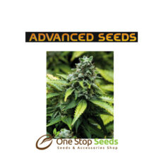 Advanced Seeds Early Widow at one stop seeds and accessories Scotland Glasgow
