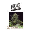 Mr Nice G13 x Skunk at one stop seeds and acsessories Scotland Glasgow