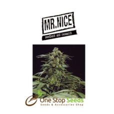 Mr Nice G13 x Skunk at one stop seeds and acsessories Scotland Glasgow