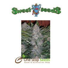 Auto Green Poison Feminized at one stop seeds Scotland Glasgow