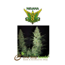 Hawaii Maui Waui Regular nivana seeds at one stop seeds Scotland Glasgow