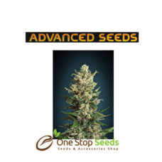 Advanced Seeds Ice Kush at one stop seeds and accessories Scotland Glasgow