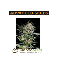 Advanced Seeds Jack plant at one stop seeds and accessories Scotland Glasgow