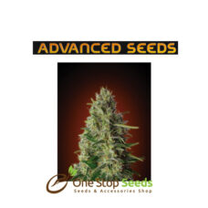 Advanced Seeds Kali 47 at one stop seeds and accessories Scotland Glasgow