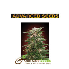 Advanced Seeds Kaya 47 at one stop seeds and accessories Scotland Glasgow