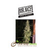 Mr Nice La Niña at one stop seeds Scotland Glasgow