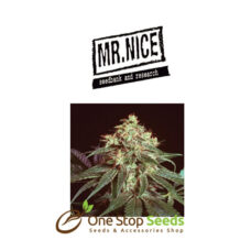 Mr Nice Devil at one stop seeds Scotland Glasgow