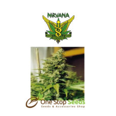 Medusa Regular seeds at one stop seeds Scotland Glasgow