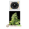 Northern Lights no 9 rom sagarmatha Available from one stop seeds and accessories Glasgow Scotland