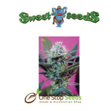 Auto Speed Feminised at one stop seeds Scotland Glasgow