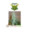 Nirvana seeds Super Skunk seeds at one stop seeds and Accessories Scotland Glasgow