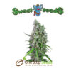 Black Jack (F1 Fast Family) Available from one stop seeds and accessories Glasgow Scotland