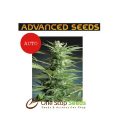 Advanced Seeds Auto sweet dwarf at one stop seeds and accessories Scotland Glasgow