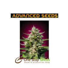 Advanced Seeds White Kush at one stop seeds and accessories Scotland Glasgow