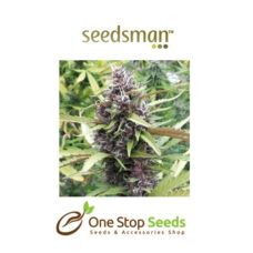 Purple Ryder Autoflowering Feminised Seeds at one stop seeds and accessories Scotland Glasgow