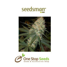 Sugar Haze Regular Seeds at one stop seeds and accessories Scotland Glasgow