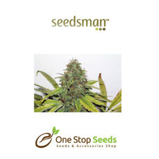 Velvet Bud Feminised Seeds at one stop seeds and accessories Scotland Glasgow